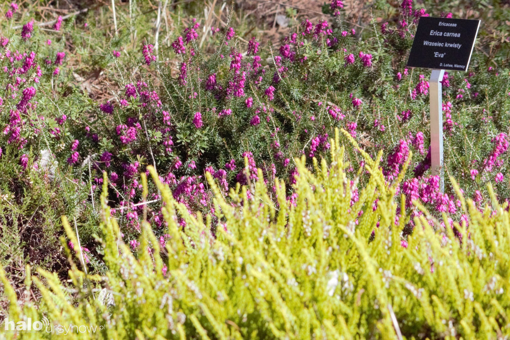 Ogród Botaniczny na święta