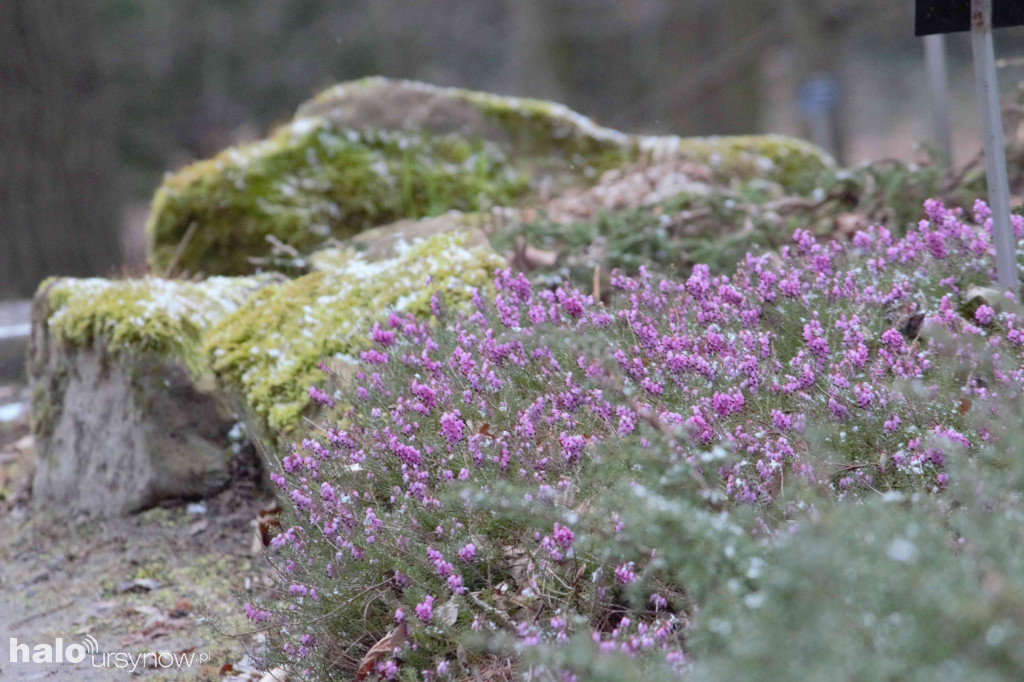 Ogród Botaniczny na święta