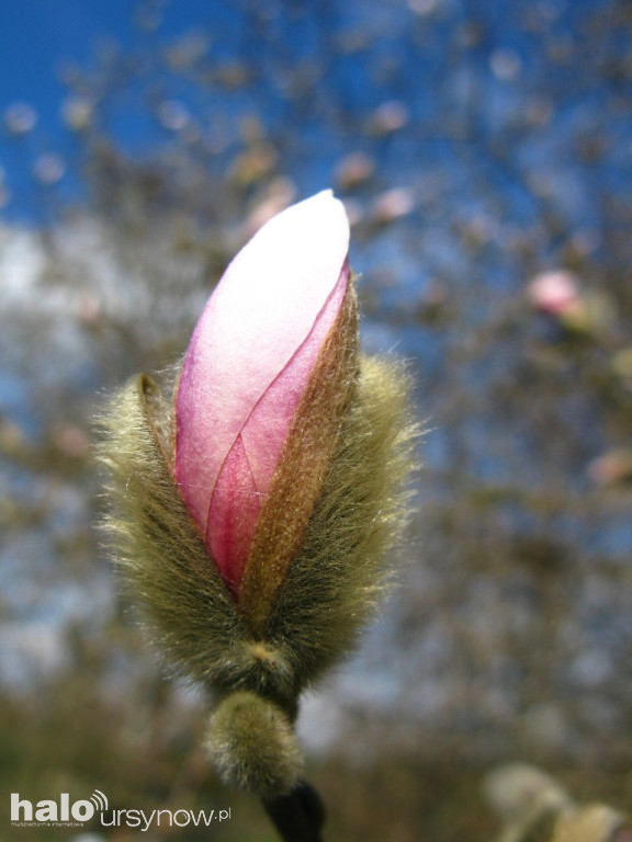 Ogród Botaniczny na święta