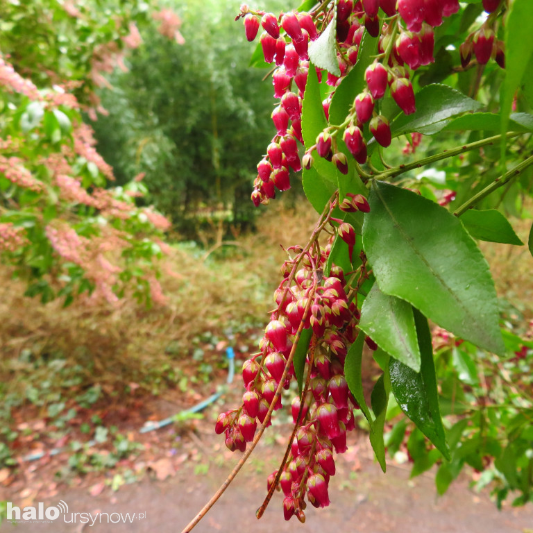 Ogród Botaniczny na święta