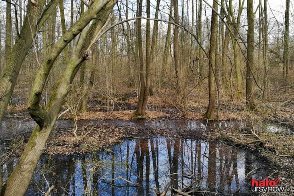 Skarpa Ursynowska. Głusza w sercu miasta!