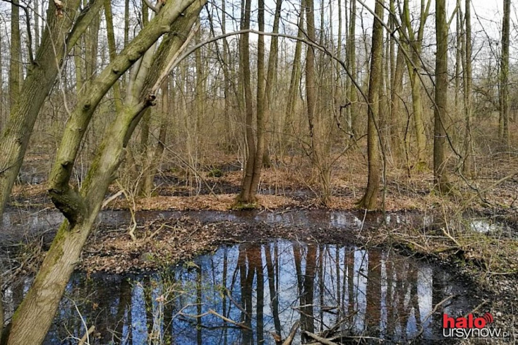 Skarpa Ursynowska. Głusza w sercu miasta!