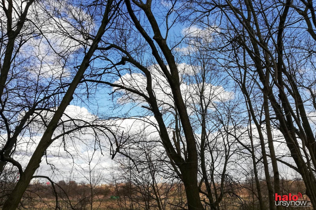 Skarpa Ursynowska. Głusza w sercu miasta!