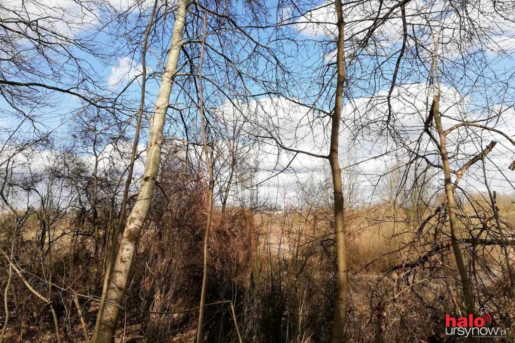 Skarpa Ursynowska. Głusza w sercu miasta!