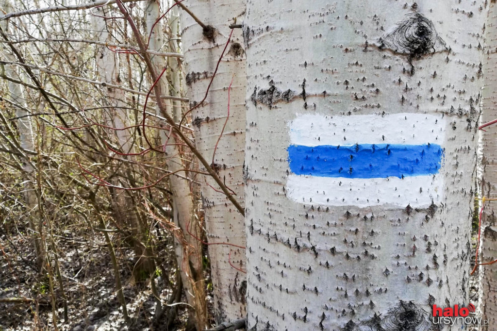 Skarpa Ursynowska. Głusza w sercu miasta!
