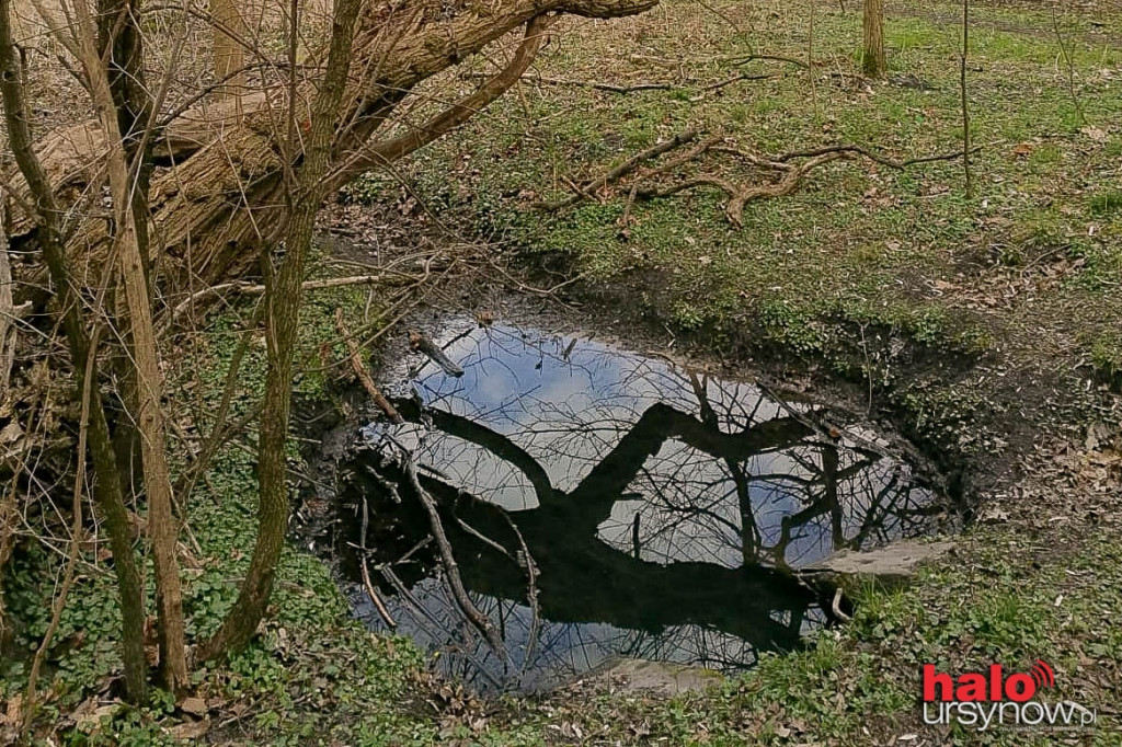 Skarpa Ursynowska. Głusza w sercu miasta!