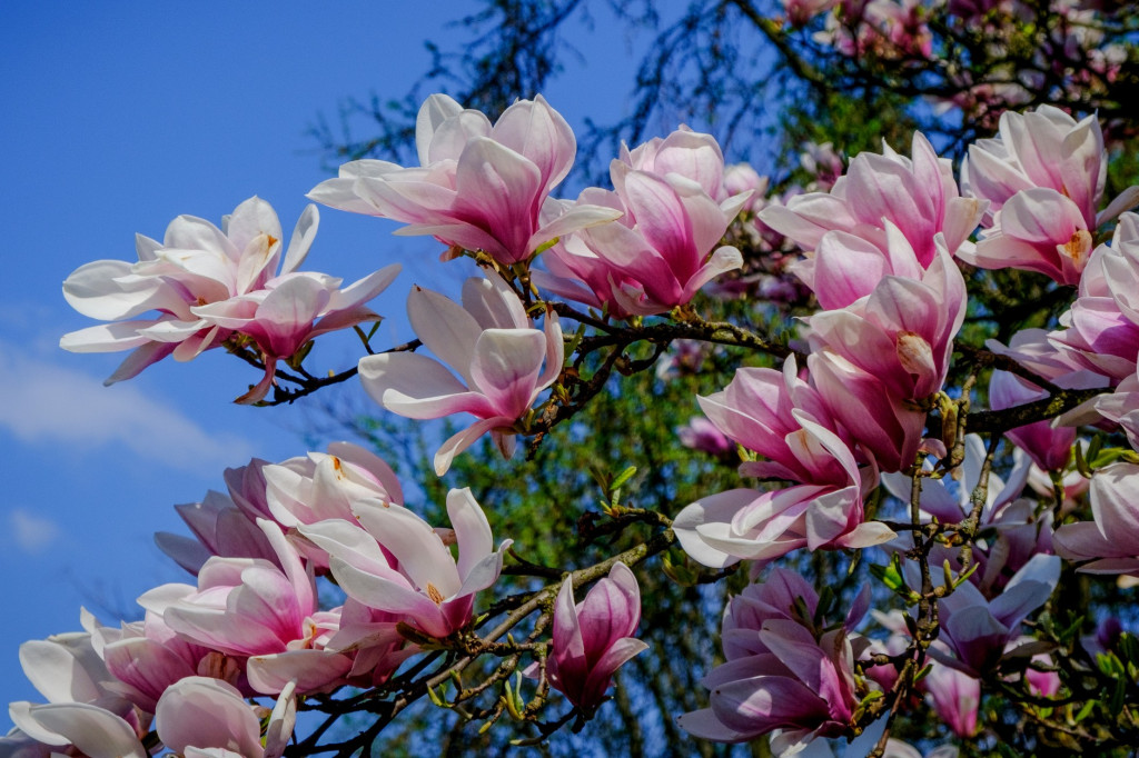 Zjawiskowe magnolie w Powsinie!