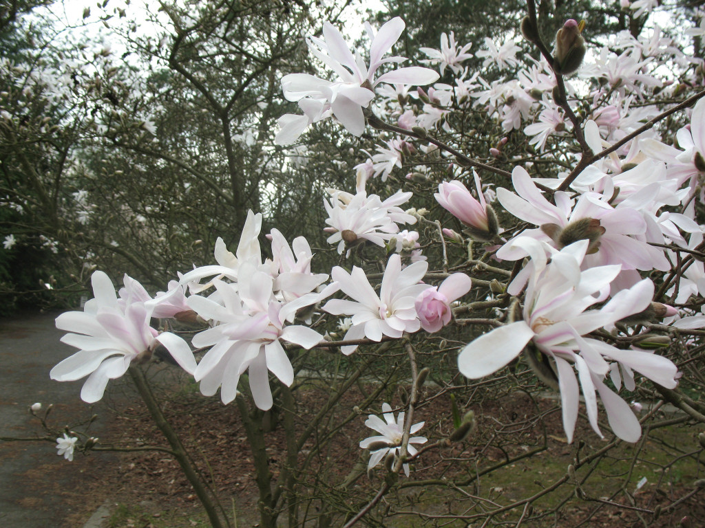 Zjawiskowe magnolie w Powsinie!