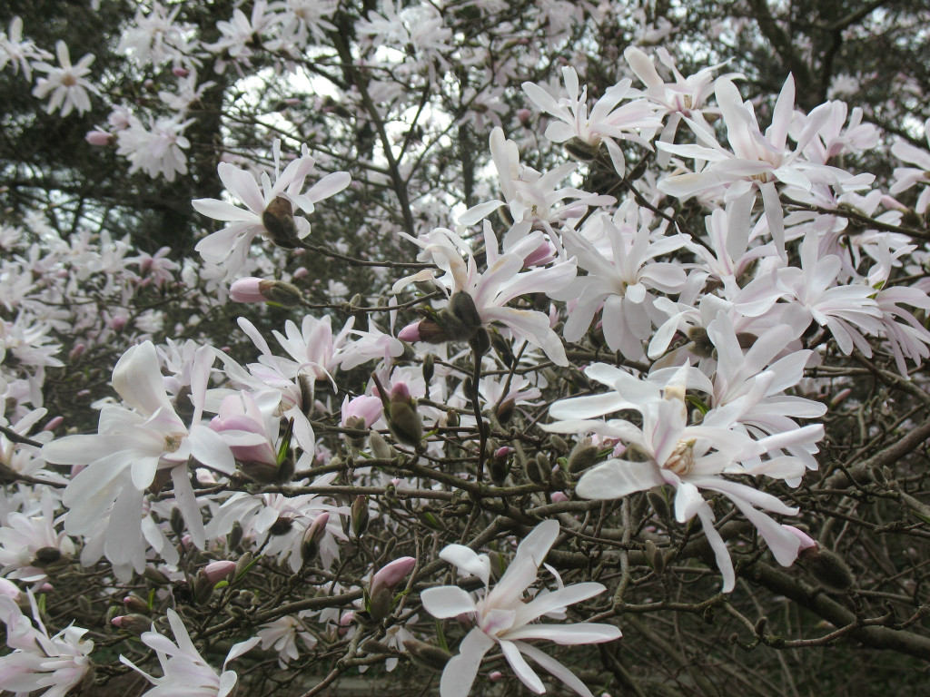 Zjawiskowe magnolie w Powsinie!