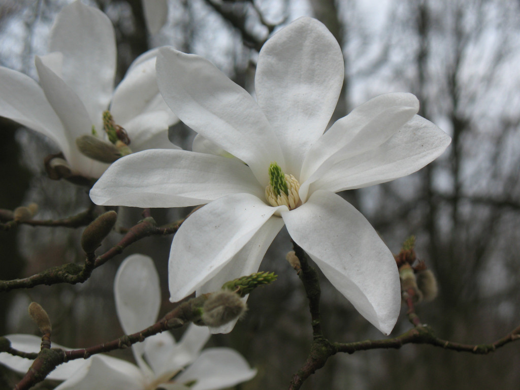 Zjawiskowe magnolie w Powsinie!
