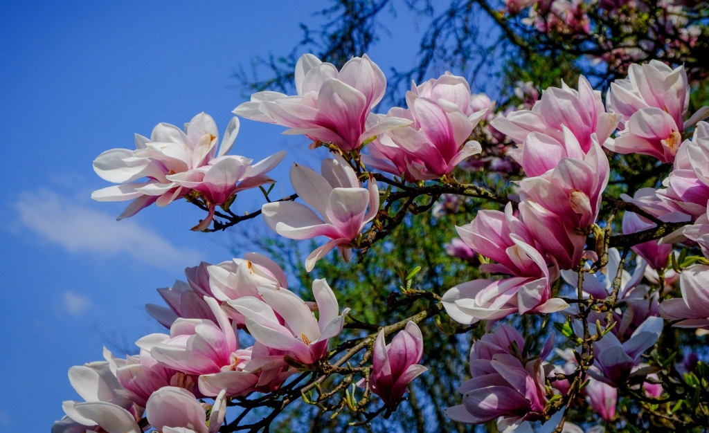 Zjawiskowe magnolie w Powsinie!