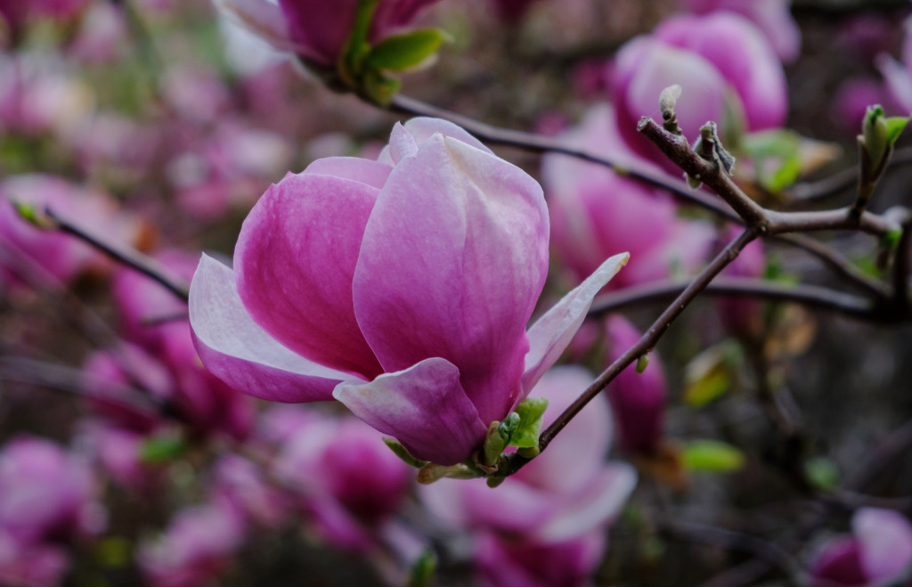 Zjawiskowe magnolie w Powsinie!