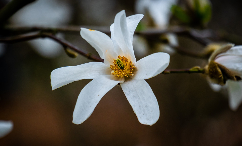Zjawiskowe magnolie w Powsinie!
