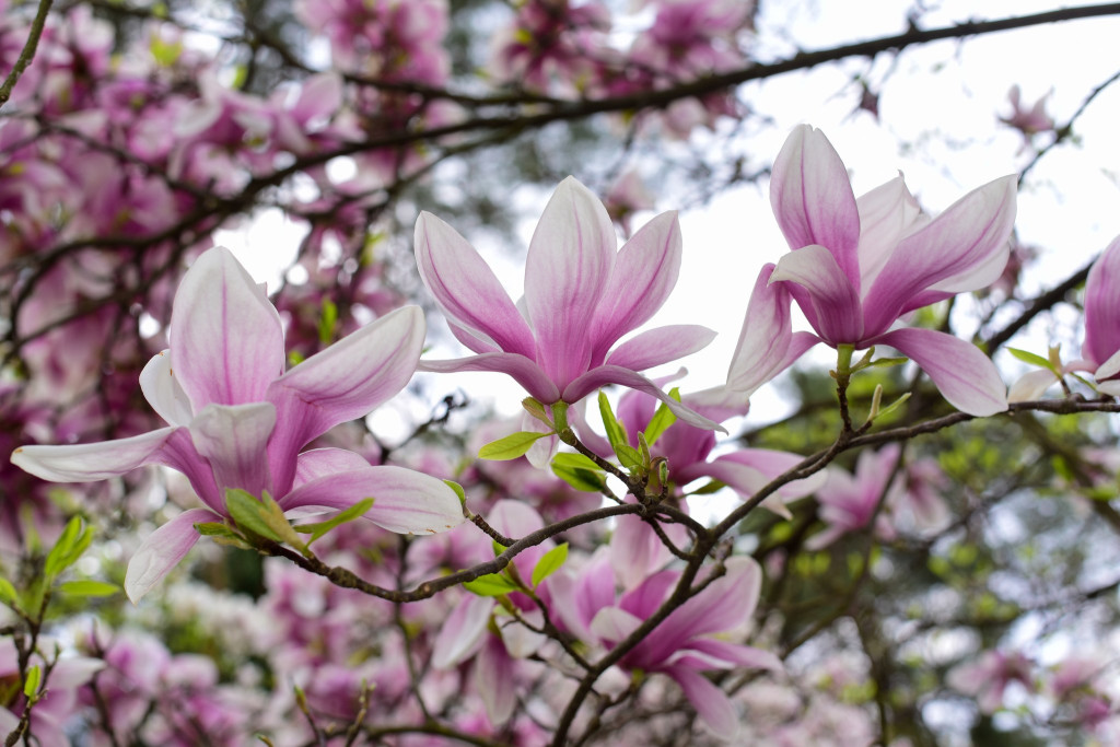 Zjawiskowe magnolie w Powsinie!