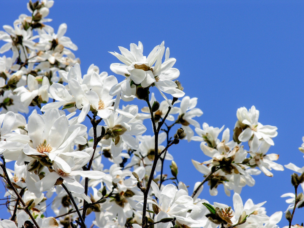Zjawiskowe magnolie w Powsinie!