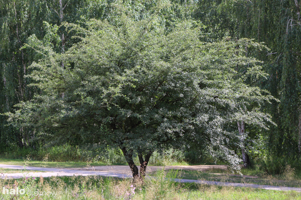 Tak po 2 latach budowy wygląda Park Cichociemnych