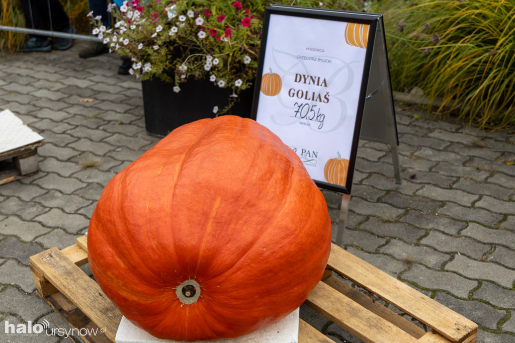 Dynie rekordzistki w Powsinie!