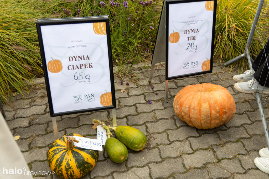 Dynie rekordzistki w Powsinie!