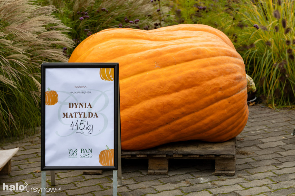 Dynie rekordzistki w Powsinie!