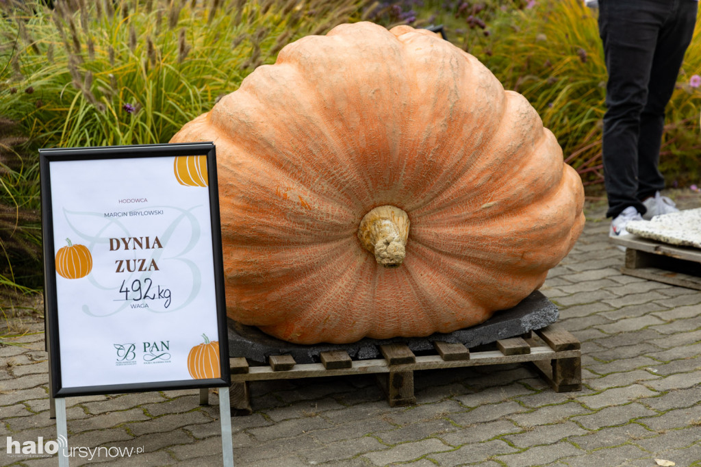 Dynie rekordzistki w Powsinie!