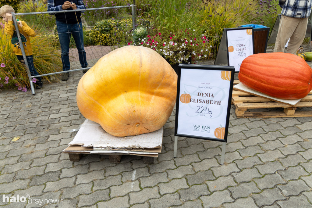 Dynie rekordzistki w Powsinie!
