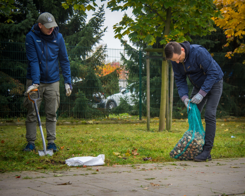 Tulipany zakwitną przy Onkologii