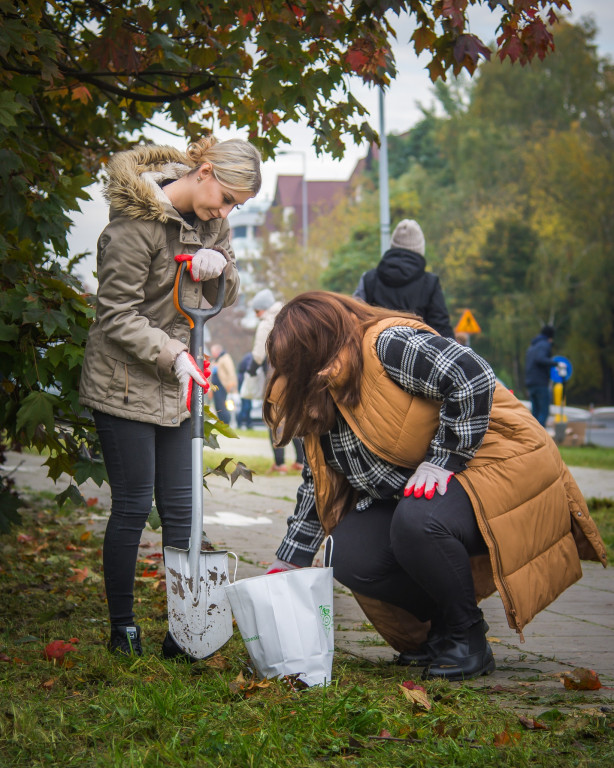 Tulipany zakwitną przy Onkologii