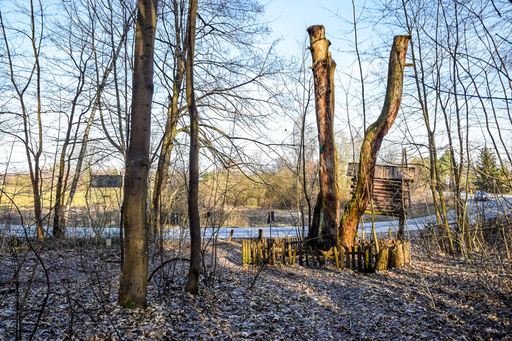 Wytną pomniki przyrody w Lesie Kabackim
