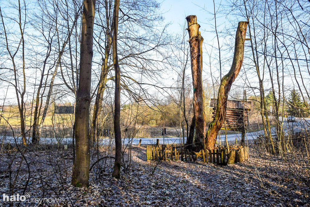 Wytną pomniki przyrody w Lesie Kabackim