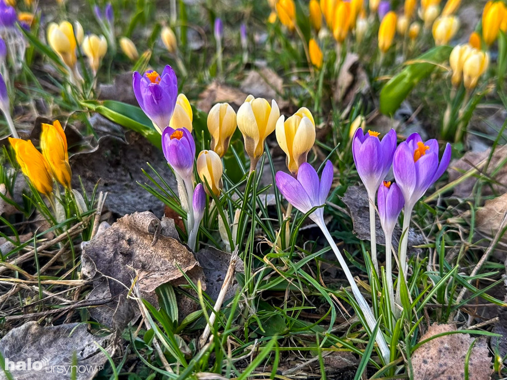 Krokusowy dywan zakwitł na Ursynowie!