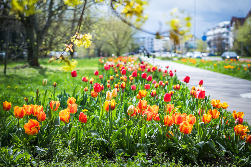 Morze tulipanów na Roentgena