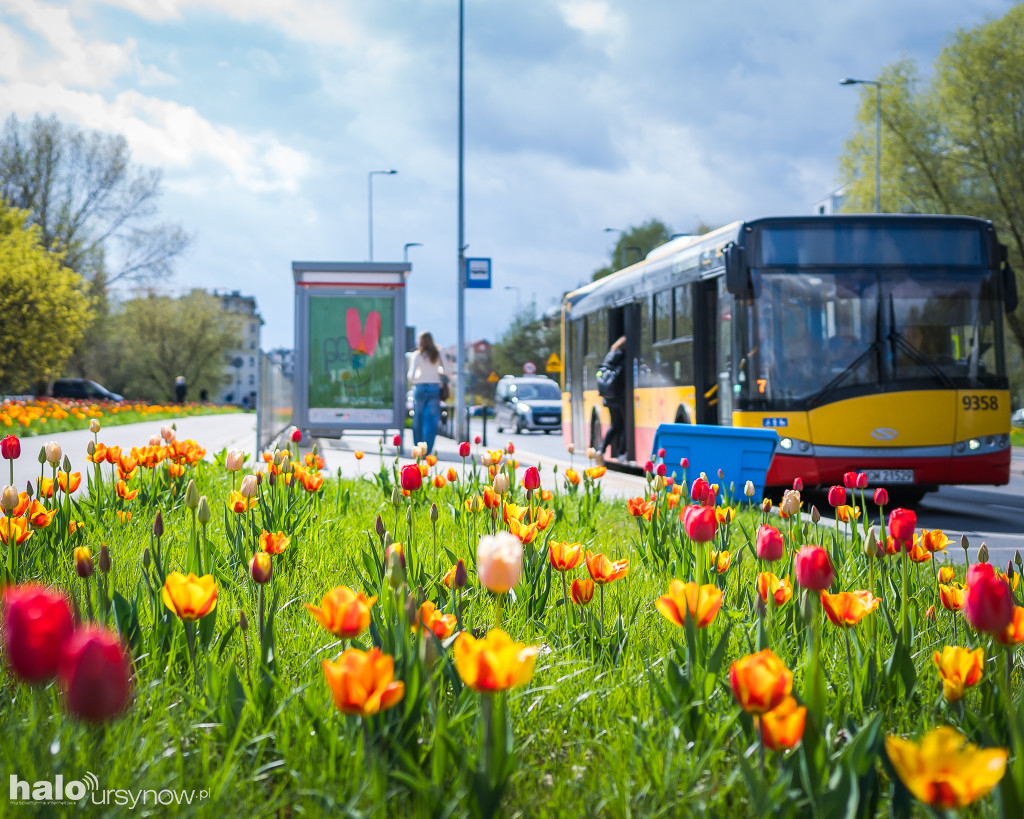 Morze tulipanów na Roentgena