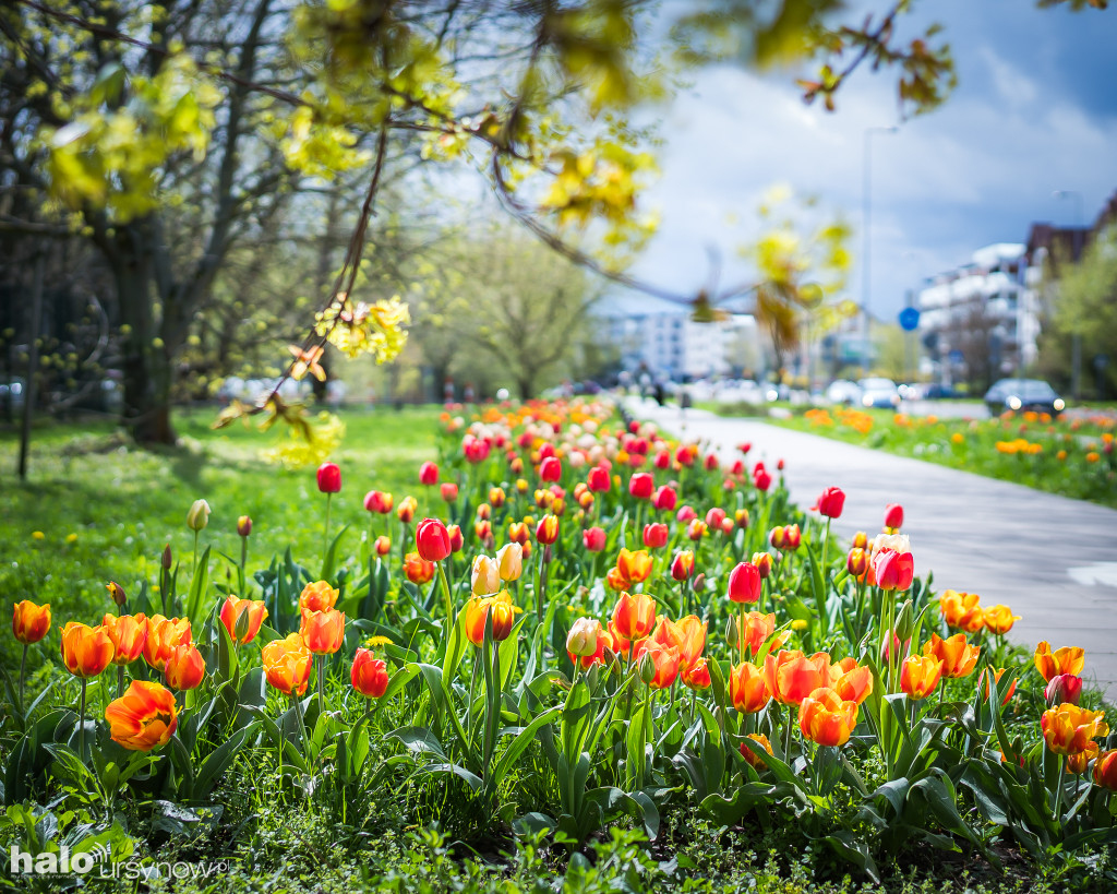 Morze tulipanów na Roentgena