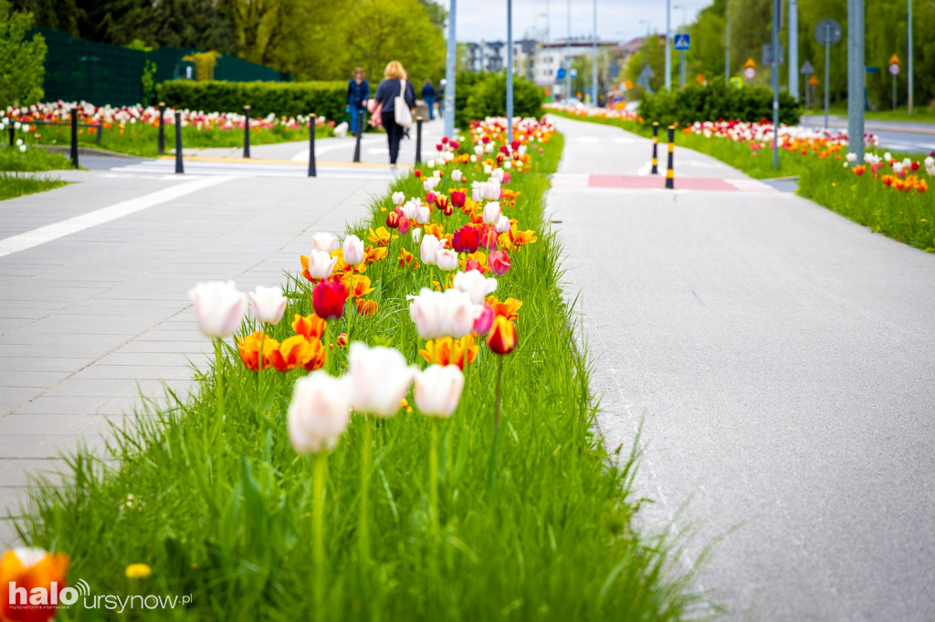 Tulipany jak z Instagrama na ul. Roentgena!