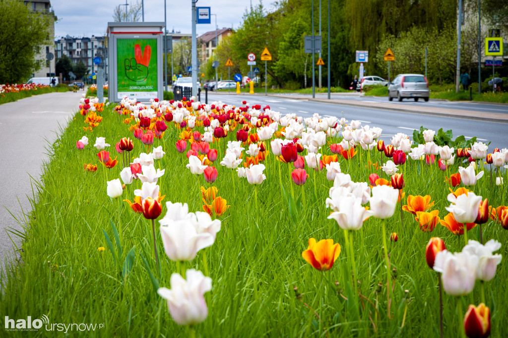 Tulipany jak z Instagrama na ul. Roentgena!