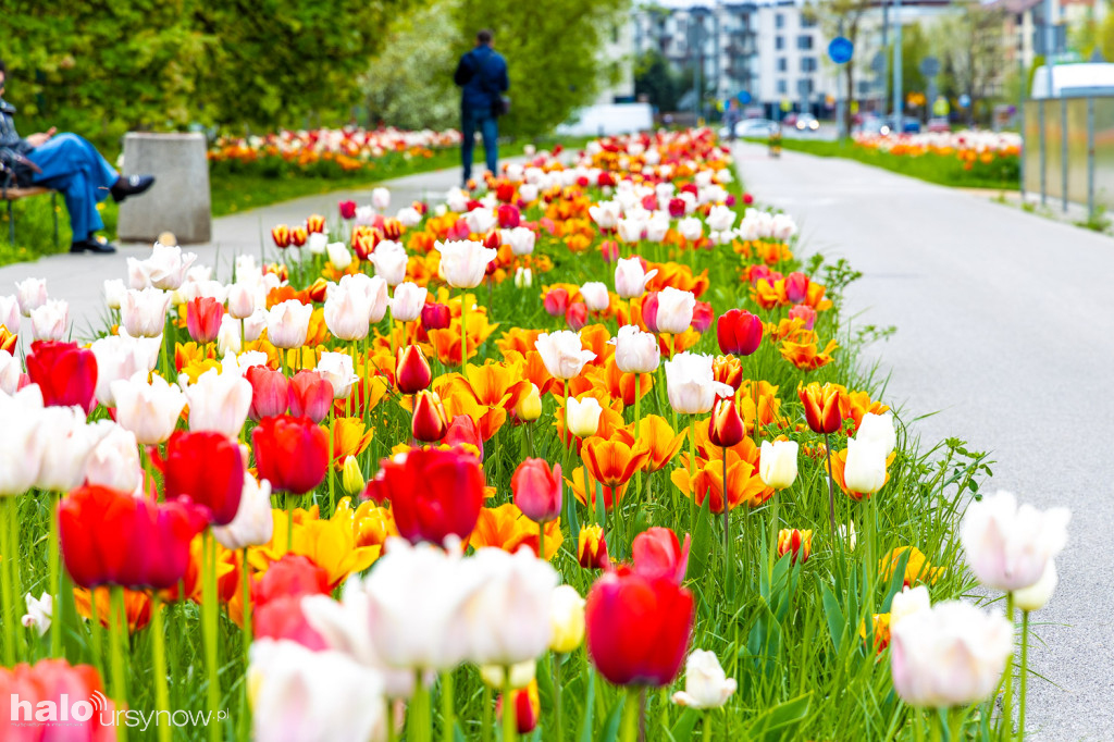 Tulipany jak z Instagrama na ul. Roentgena!