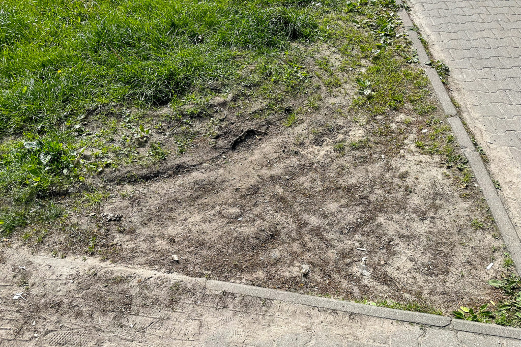 Kabaty: Zieleń ochroni rozjeżdżaną zieleń