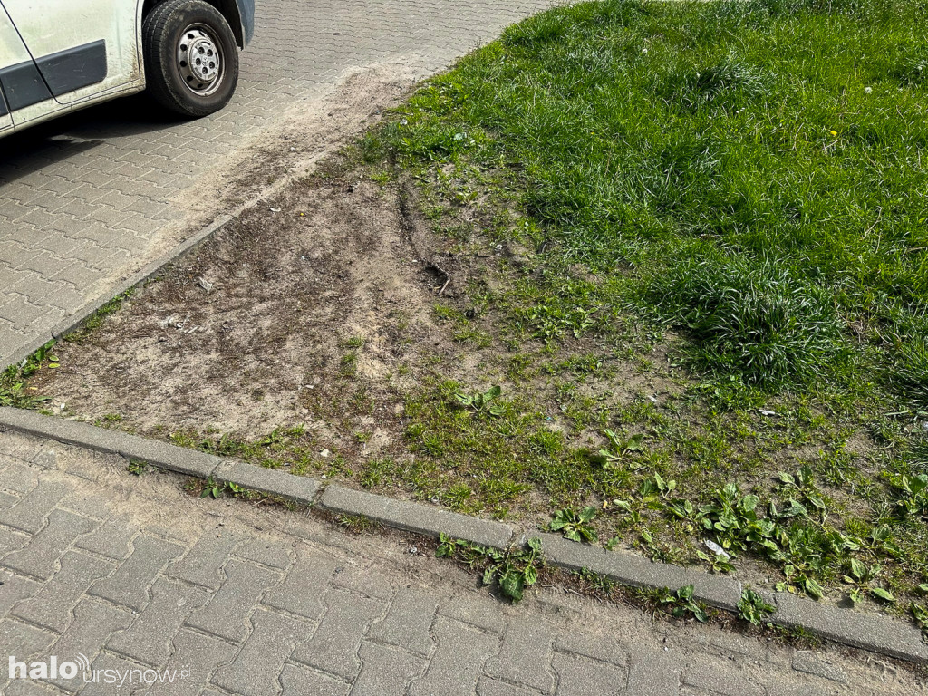 Kabaty: Zieleń ochroni rozjeżdżaną zieleń
