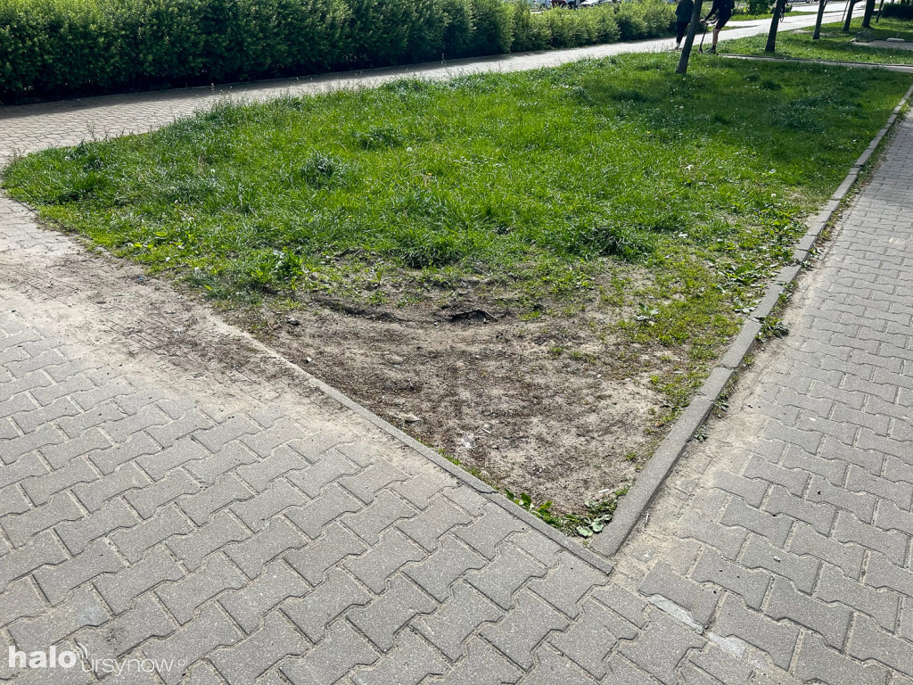 Kabaty: Zieleń ochroni rozjeżdżaną zieleń