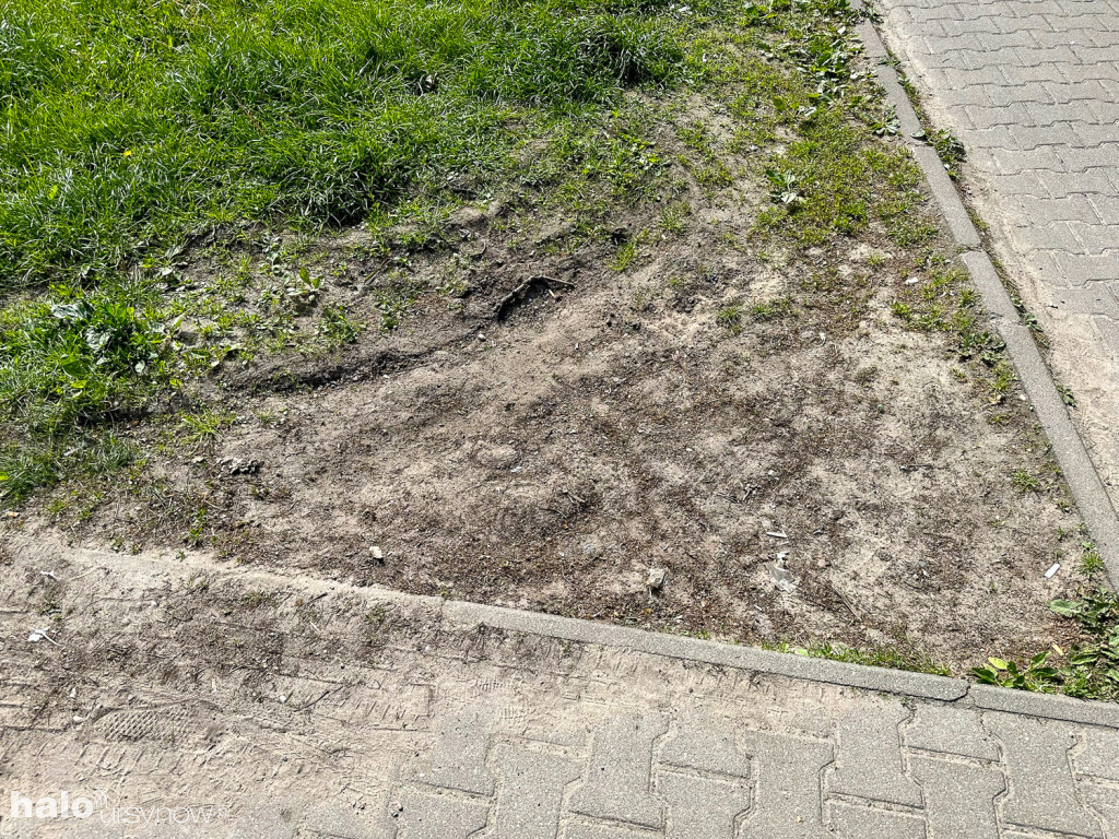 Kabaty: Zieleń ochroni rozjeżdżaną zieleń