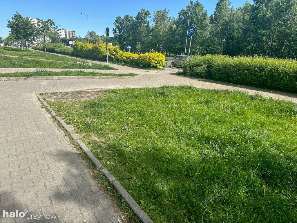 Kabaty: Zieleń ochroni rozjeżdżaną zieleń