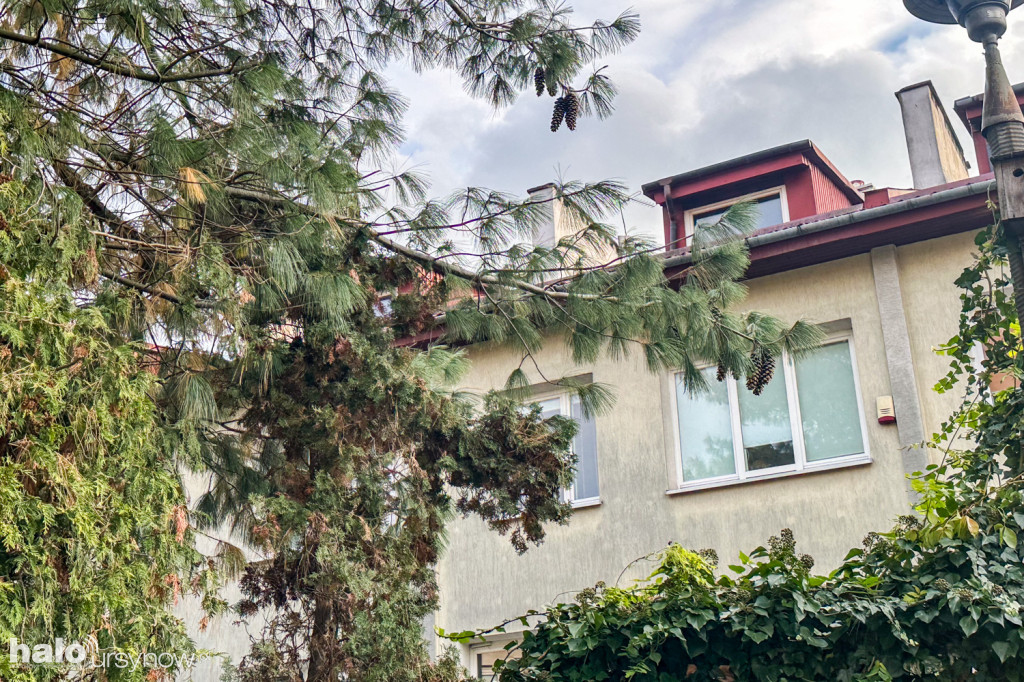 Kontrowersyjna sosna himalajska przy ul. Cyrhli 8