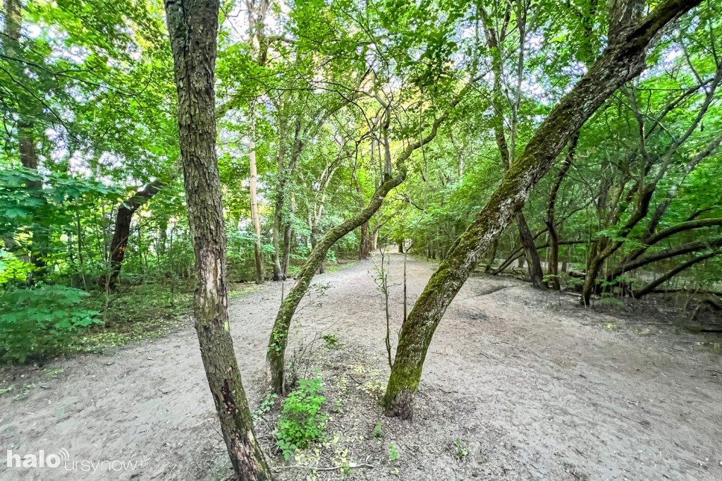 Lasek w parku Przy Bażantarni przed modernizacją