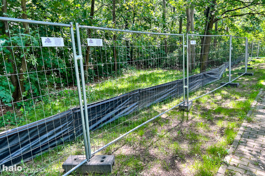 Lasek w parku Przy Bażantarni przed modernizacją