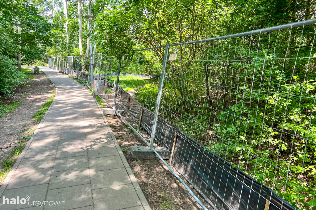 Lasek w parku Przy Bażantarni przed modernizacją