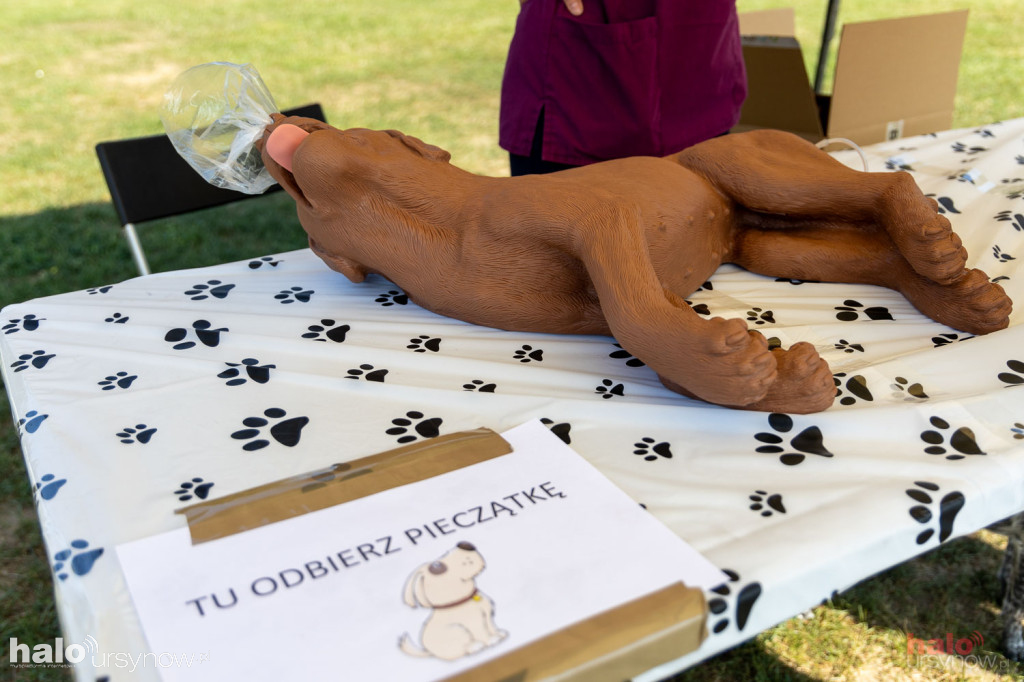 Piknik Zwierzęta w wielkim mieście