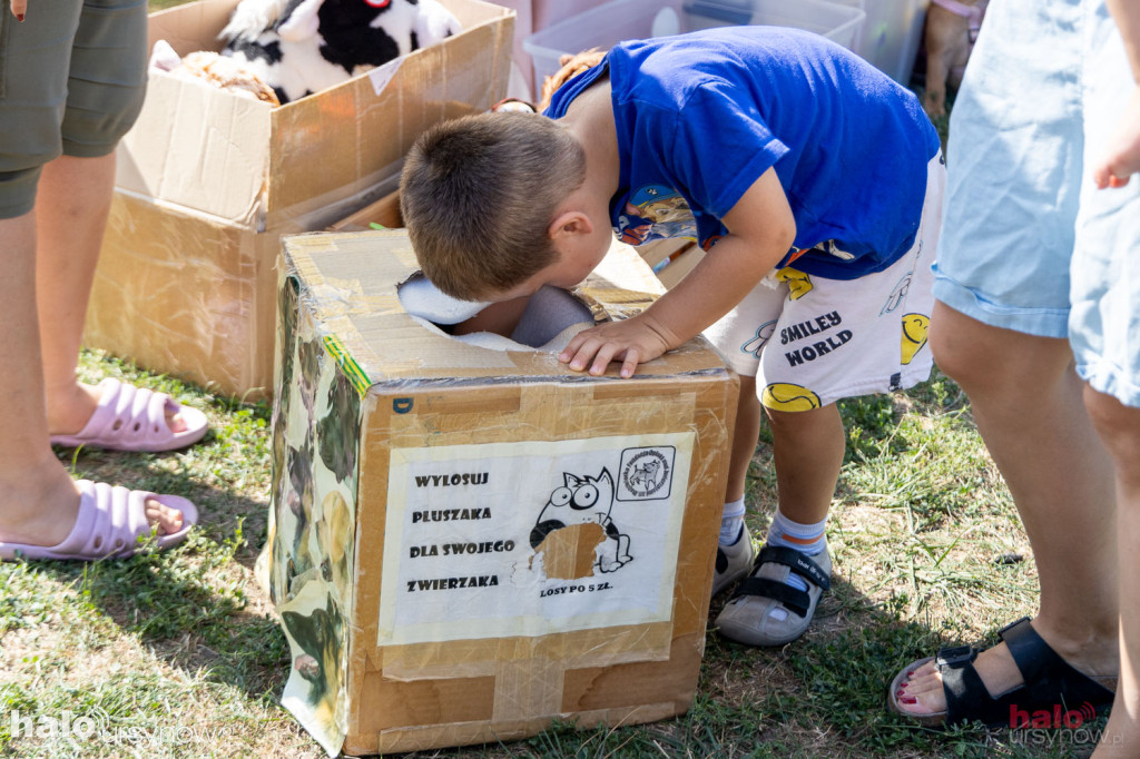 Piknik Zwierzęta w wielkim mieście