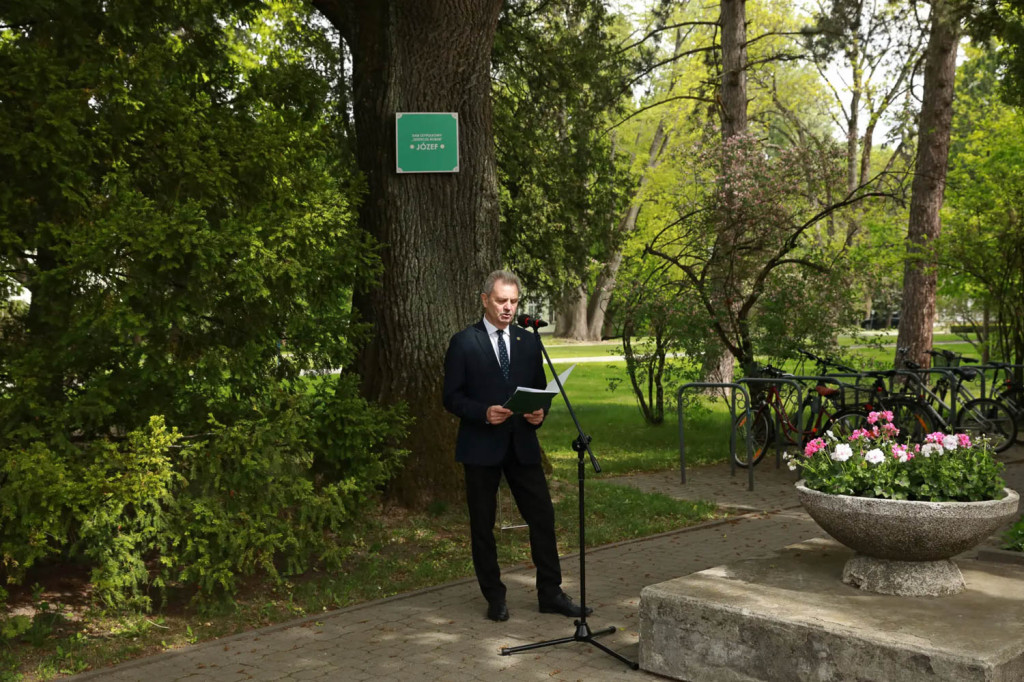 Dąb Józef na Ursynowie. Ku pamięci nestora