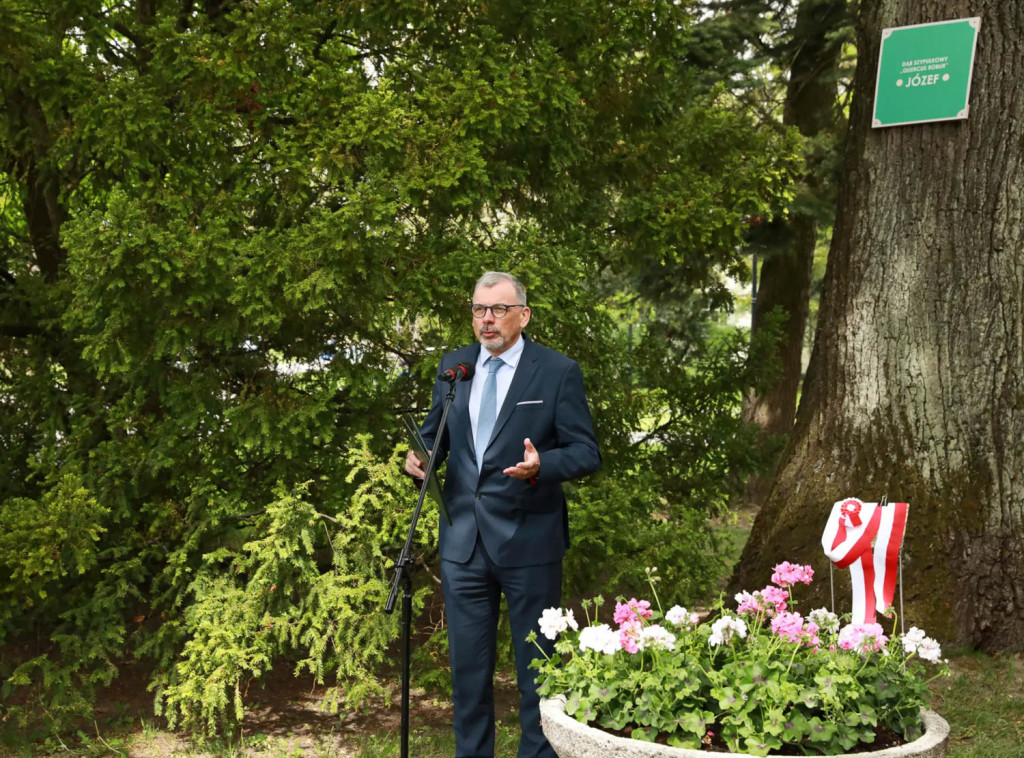 Dąb Józef na Ursynowie. Ku pamięci nestora