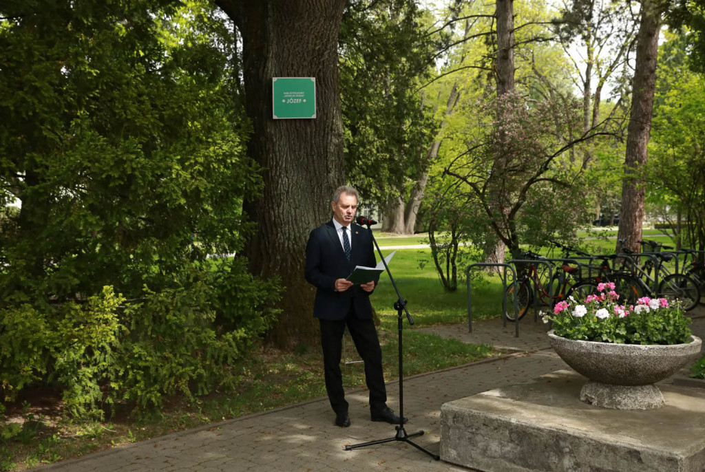 Dąb Józef na Ursynowie. Ku pamięci nestora